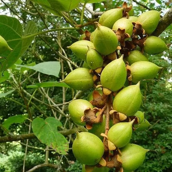 Quả là dạng quả nang khô hình trứng dài 3 - 4 cm, chứa nhiều hạt nhỏ.