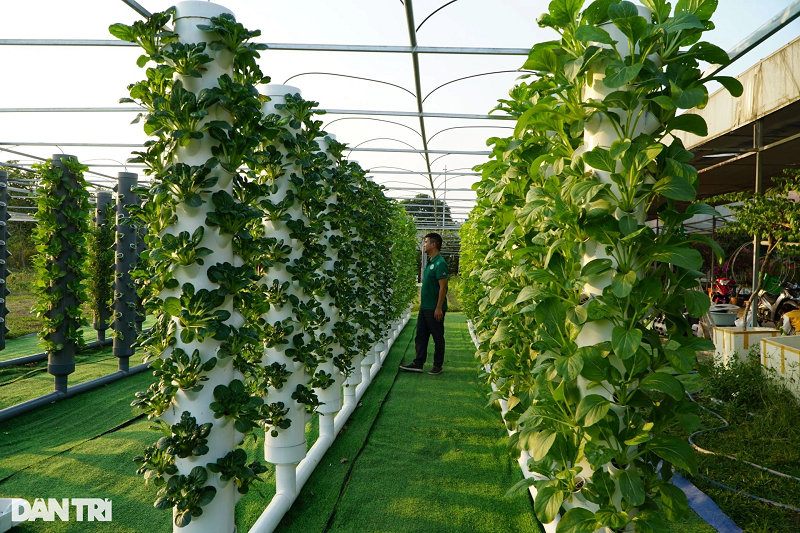 Sau 3 tháng học tập, anh Hiếu nắm vững kiến thức và nhận chuyển giao công nghệ từ một công ty ở tỉnh Lâm Đồng rồi về quê bắt đầu triển khai mô hình. "Ý tưởng này cũng xuất phát từ nhu cầu sử dụng rau sạch của người dân. Hiện nay, nhiều người dân thích sử dụng rau sạch, nhưng không có diện tích đất để trồng, đặc biệt là khu vực thành phố. Nhận thấy, trồng rau khí canh có tính ưu việt và có thể đáp ứng nhu cầu của người dân nên tôi quyết định tìm hiểu và học mô hình này", anh Hiếu chia sẻ.