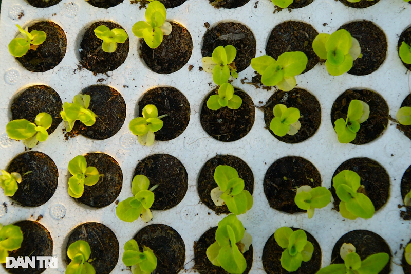 Tùy từng loại rau, cây giống sau khi ươm từ 10 đến 15 ngày thì sẽ được đưa vào giá đỡ trên trụ nhựa để trồng.