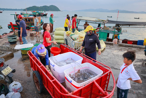 Sáng sớm, du khách có thể di chuyển ra khu vực cầu cảng để ngắm bình minh, đón chờ những chiếc tàu cá về bến, mang theo hải sản tươi rói. Như nhiều vùng biển khác, Cô Tô cũng đa dạng các loại cá, tôm, cua, mực, ghẹ... trong đó đặc biệt là ốc móng tay với phần thịt giòn, ngọt. Nơi đây cũng nổi tiếng với đặc sản sá sùng. Sá sùng khô có giá vài triệu đồng mỗi kg nhưng luôn được săn lùng tìm mua.