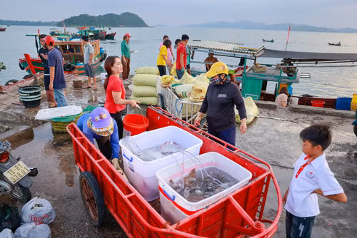 Sáng sớm, du khách có thể di chuyển ra khu vực cầu cảng để ngắm bình minh, đón chờ những chiếc tàu cá về bến, mang theo hải sản tươi rói. Như nhiều vùng biển khác, Cô Tô cũng đa dạng các loại cá, tôm, cua, mực, ghẹ... trong đó đặc biệt là ốc móng tay với phần thịt giòn, ngọt. Nơi đây cũng nổi tiếng với đặc sản sá sùng. Sá sùng khô có giá vài triệu đồng mỗi kg nhưng luôn được săn lùng tìm mua.