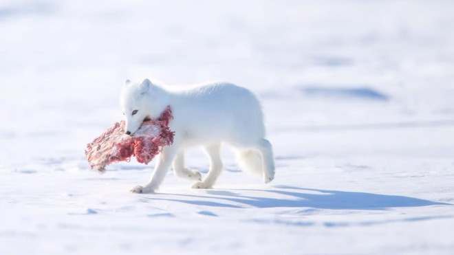 Trong mùa đông khắc nghiệt, cáo tuyết có thể di chuyển cả 100 km để tìm thức ăn.