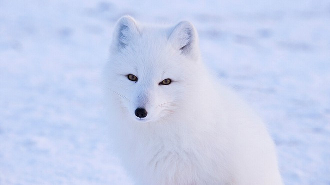 Chúng thường bị săn bắn để lấy lông, làm thành những chiếc áo khoác.