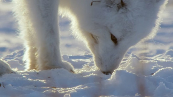 Khướu giác và thính giác nhạy bén giúp nó có thể nghe tiếng chuột đào hang dưới lớp tuyết dày 12cm hoặc ngửi thấy mùi thức ăn do gấu Bắc Cực bỏ lại ở khoảng cách tới 40km.