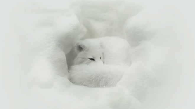 Loài vật này đang được một số người nuôi, bán phục vụ nhu cầu cho giới mê thú cưng ở Việt Nam.