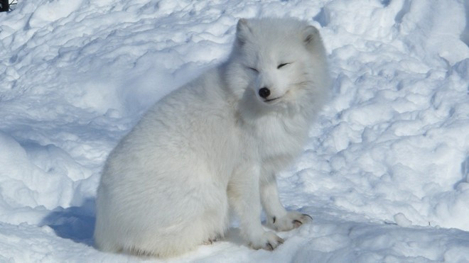 Cáo tuyết đực nặng khoảng 3,5kg và con cái 2,9kg, loài này thường bị các loài săn mồi khác tấn công, tuy nhiên, mối đe dọa lớn nhất của chúng lại đến từ con người.