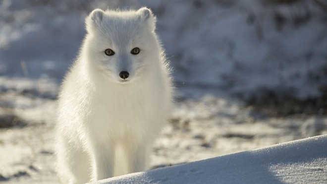 Trong điều kiện hoang dã, cáo tuyết có tuổi thọ trung bình từ 3-6 năm.