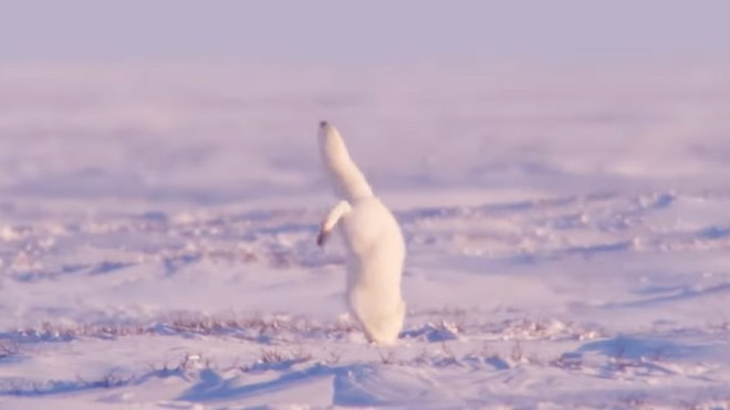 Chiêu thức hiệu quả giúp nó truy bắt được con mồi đang ẩn náu dưới dưới lớp tuyết dày đặc.