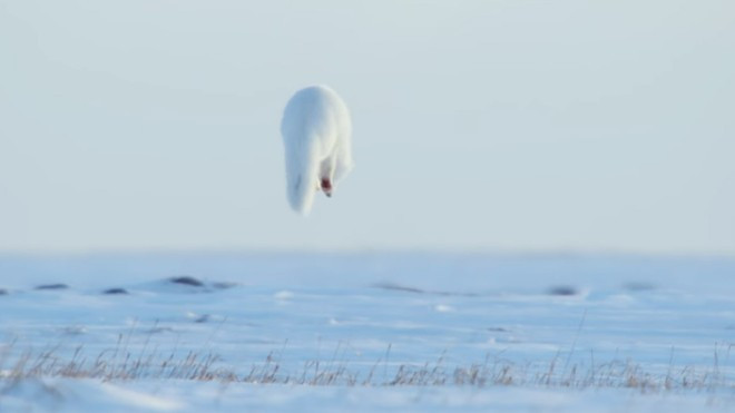 Khi đã xác định được vị trí con mồi, cáo tuyết bật nhảy lên cao trong không trung rồi cắm đầu lao vào lớp băng tuyết.