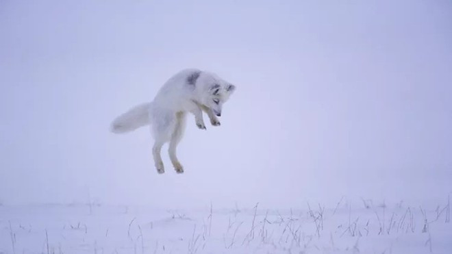 Chúng là loài ăn tạp từ chuột, hải cẩu, cá, chim biển cho tới quả mọng, rong biển, côn trùng và thức ăn thừa còn sót lại của loài khác.
