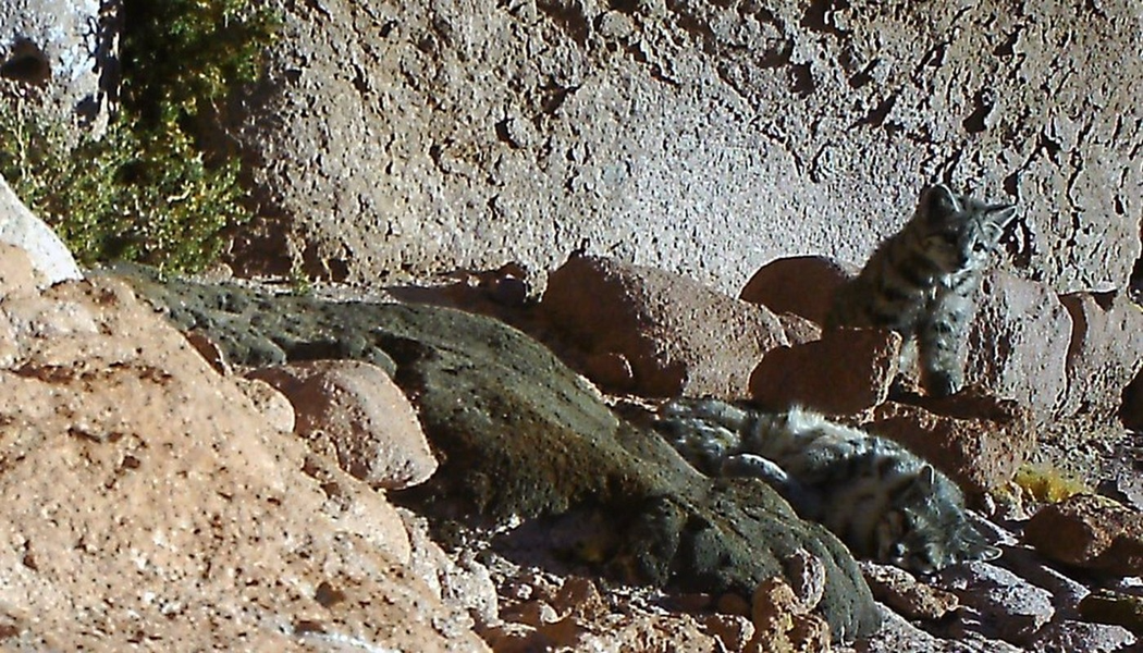 Đây là loài mèo rất bí ẩn. Thực tế, các nhà khoa học chỉ ghi lại được một số ít hình ảnh về loài mèo này trong tự nhiên kể từ khi phát hiện ra chúng nên có rất ít manh mối để nghiên cứu.