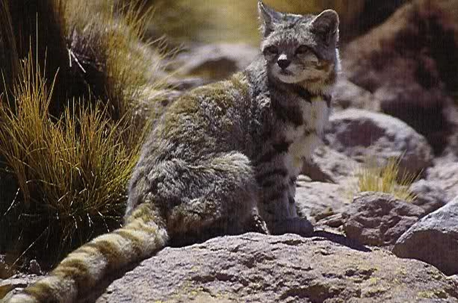 Mèo núi Andes thường sống ở độ cao khoảng 3.500-4.800 m, có kích thước tương tự như một mèo nhà nhưng trông có vẻ lớn hơn vì có chiếc đuôi dài và bộ lông dày.