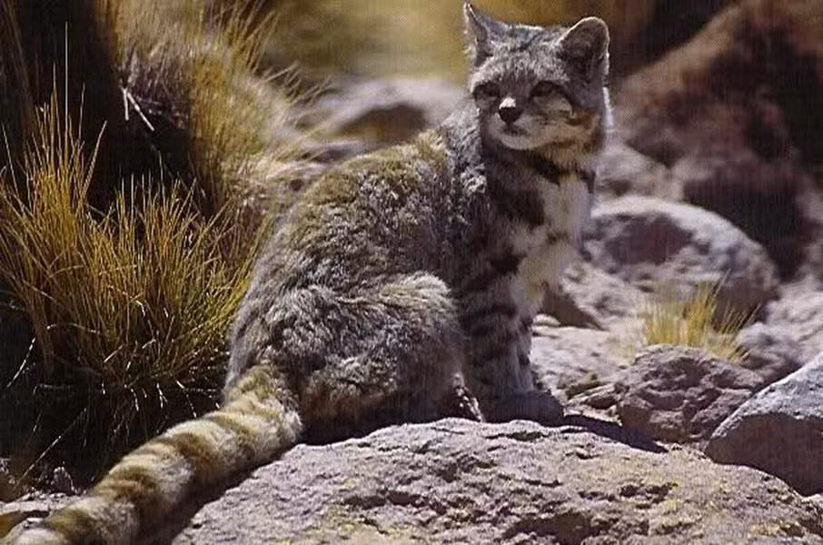 Mèo núi Andes thường sống ở độ cao khoảng 3.500-4.800 m, có kích thước tương tự như một mèo nhà nhưng trông có vẻ lớn hơn vì có chiếc đuôi dài và bộ lông dày.