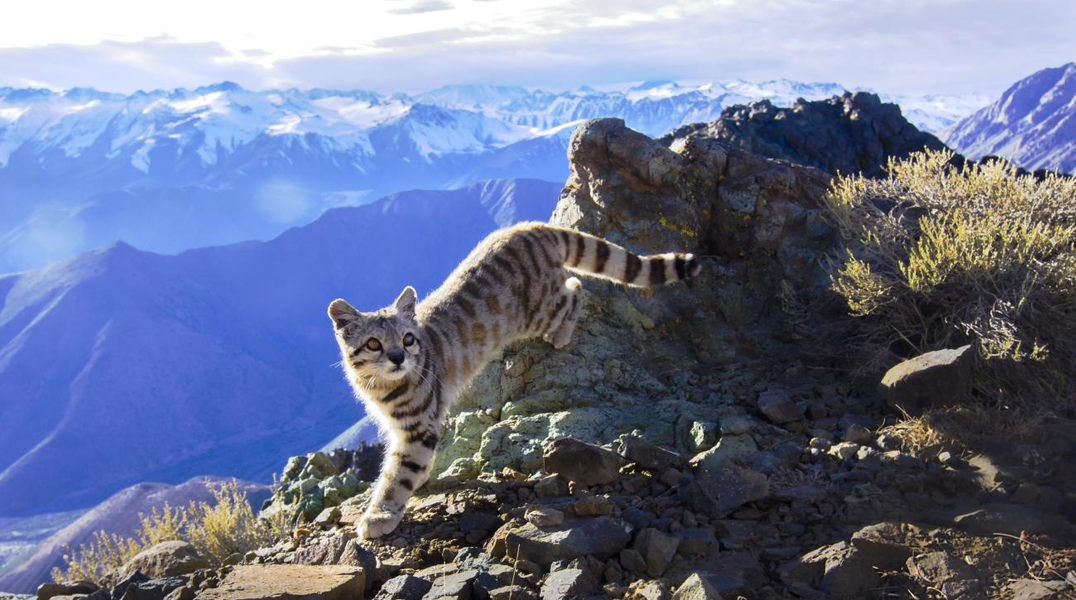 Môi trường sống khiến mèo núi Andes có cơ thể tương tự như một con báo tuyết nhỏ với bộ lông màu xám bạc, phía dưới bụng màu trắng và có nhiều chấm đen, sọc.