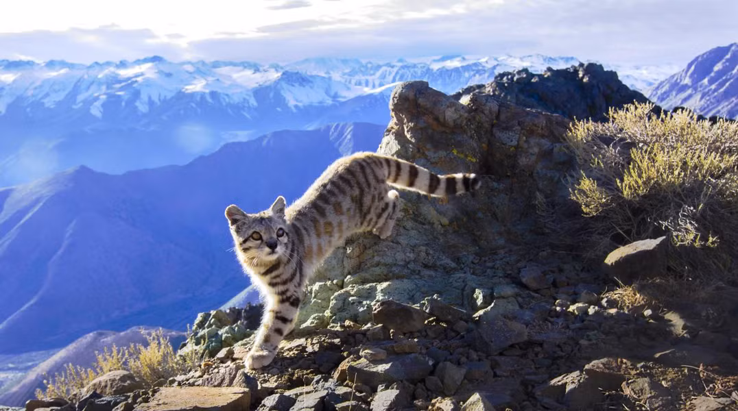 Môi trường sống khiến mèo núi Andes có cơ thể tương tự như một con báo tuyết nhỏ với bộ lông màu xám bạc, phía dưới bụng màu trắng và có nhiều chấm đen, sọc.