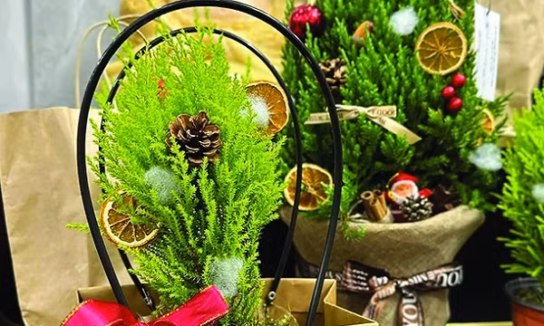 Tiet kiem chi phi voi “ban sao” cua cay thong Noel