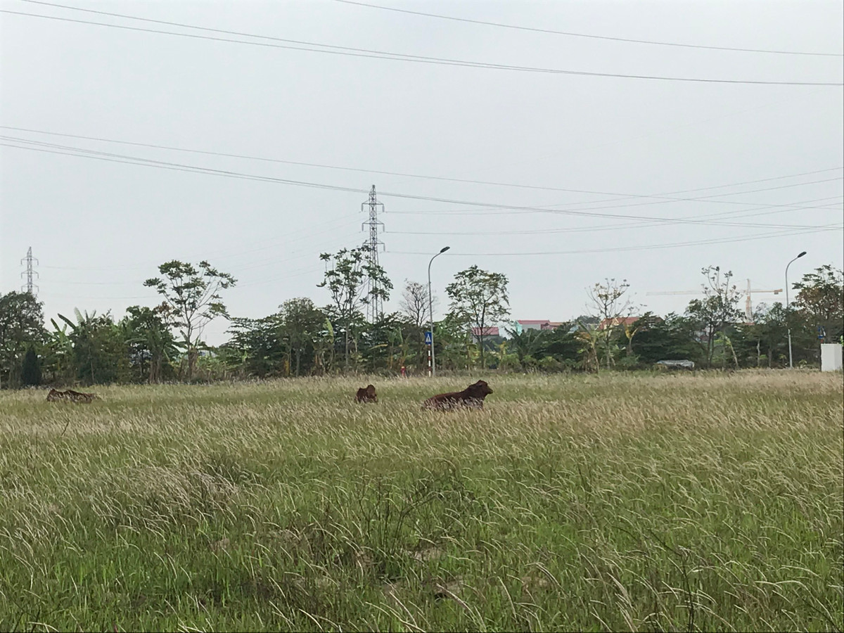 Dat dau gia cac huyen ngoai thanh Ha Noi noi nao re nhat?
