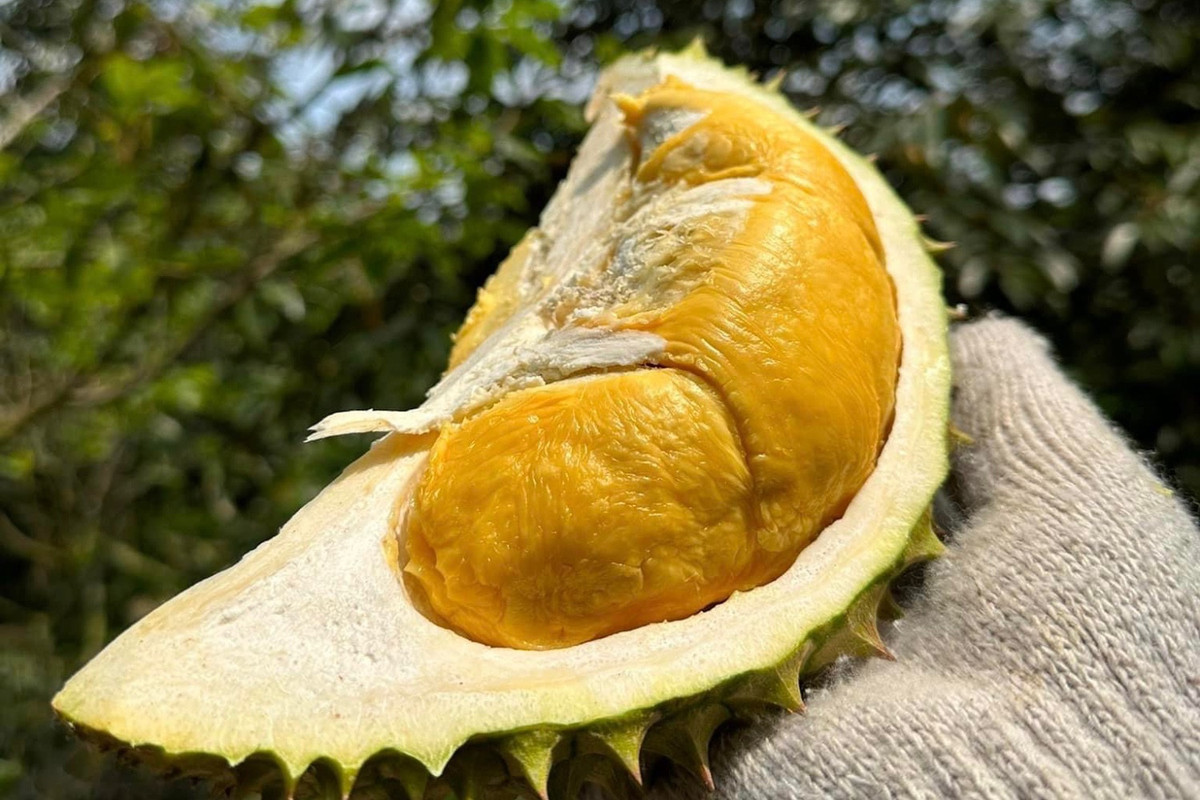 Vao vu thu 650 nghin tan, sau rieng van tang gia-Hinh-2