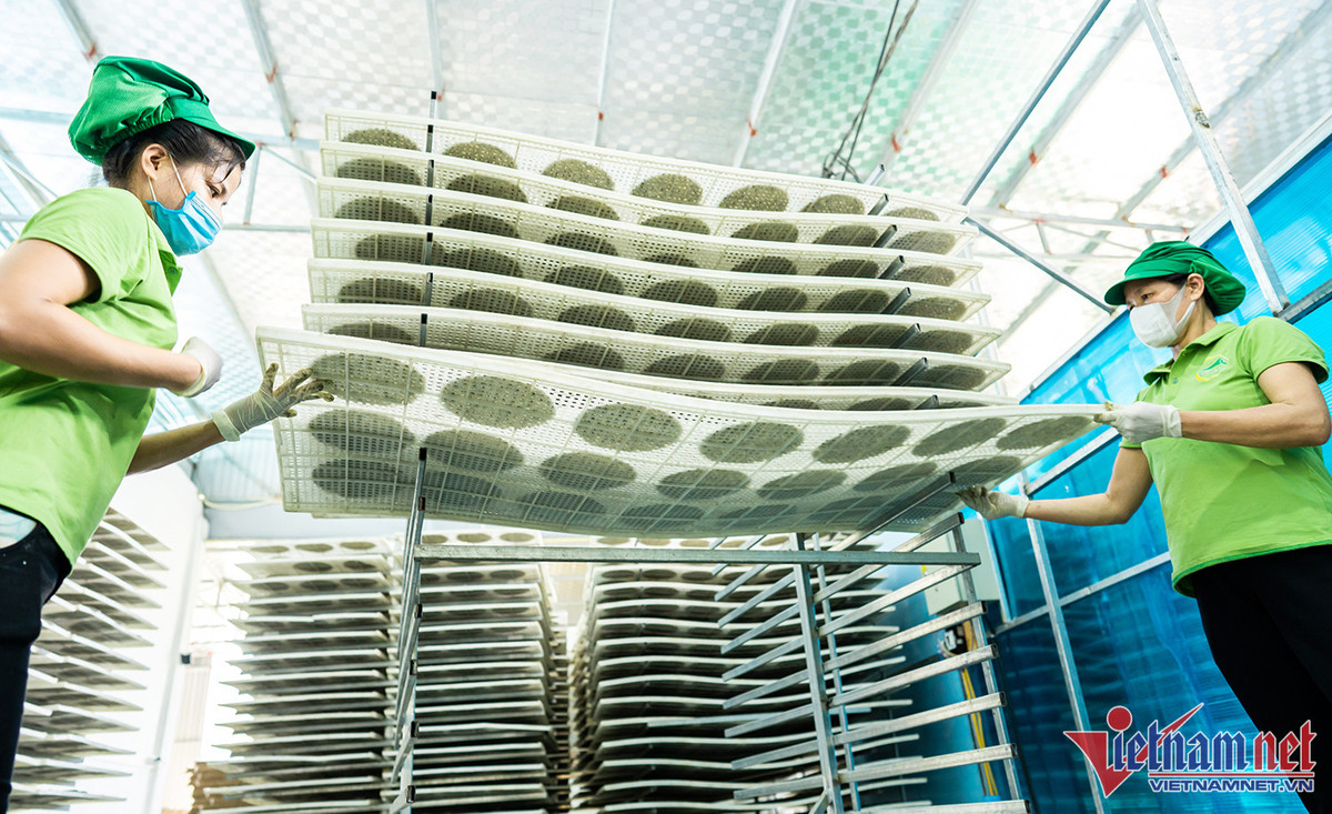 Doi ban 9X ve que lap nghiep, ban 1 trieu banh da vung sang Nhat Ban-Hinh-2