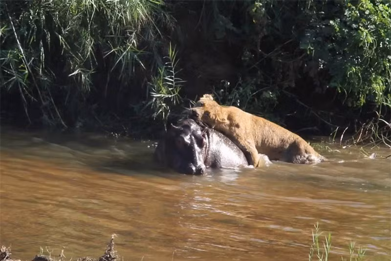 Clip: Su tu cai truy sat ha ma duoi nuoc