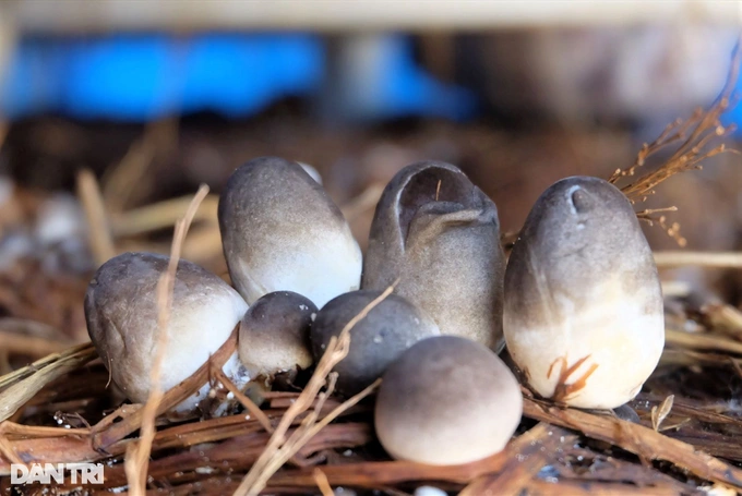 Quảng Nam: Nông dân đổi đời nhờ... rơm rạ - Hình 5 Quang Nam: Nong dan doi doi nho... rom ra-Hinh-5