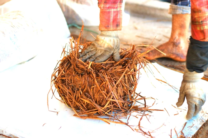 Quảng Nam: Nông dân đổi đời nhờ... rơm rạ - Hình 2 Quang Nam: Nong dan doi doi nho... rom ra-Hinh-2