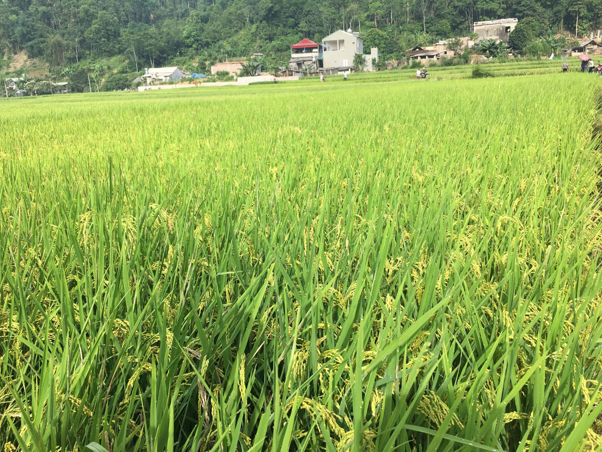 Thai Nguyen: Dau tu du an nha o tren nen hien trang 4,9ha dat lua