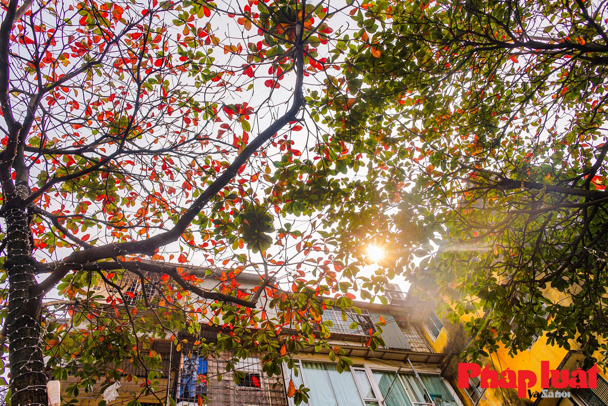 Ha Noi khuc giao mua-Hinh-8