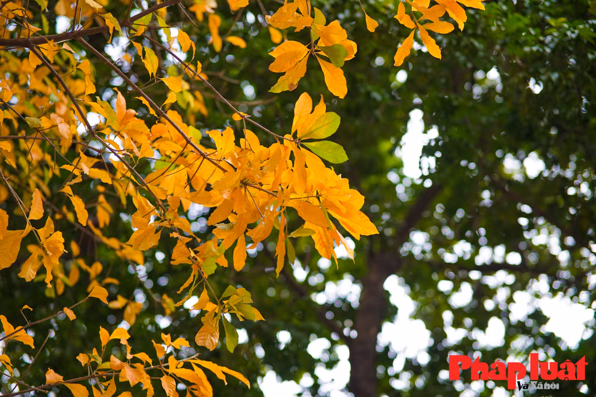 Ha Noi khuc giao mua-Hinh-10