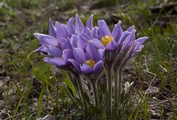 Vì không muốn làm phiền đến con gái út nhà nghèo, người mẹ đã cố gắng lết về túp lều tranh của mình. Thế nhưng do tuổi cao sức yếu, bà đã ngã ở sườn núi và chết vì đói và kiệt sức.