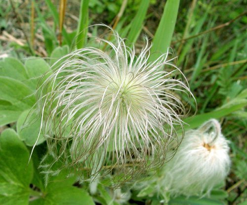 Vài ngày sau đó, hoa héo, chỉ còn lại từng chùm râu màu trắng như sợi tóc của một bà lão, vì vậy gọi đây là lão cô thảo hay bạch đầu ông.