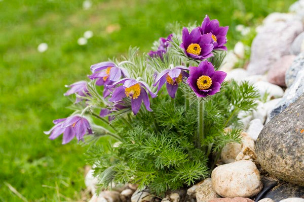 Khi người mẹ quá già, không còn sức để làm, hai cô con gái gả cho nhà giàu đã nhân dịp Tết Nguyên tiêu mà đuổi mẹ đi.