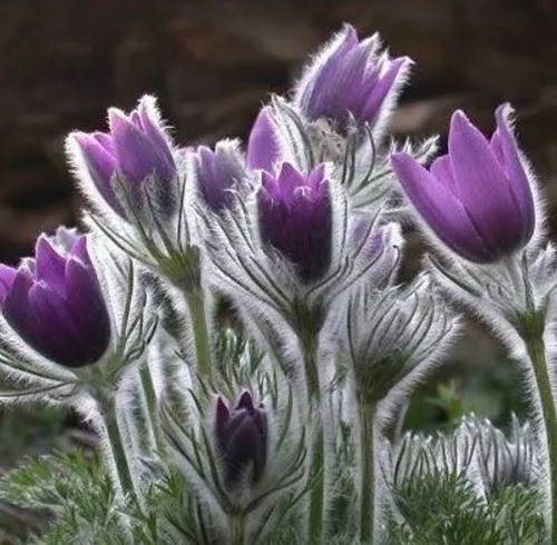 Vài ngày sau, con gái và con rể út lên núi kiếm củi phát hiện ra bà, đau khổ khóc thương, dựng mộ trên núi cho mẹ. Đến mùa xuân năm sau, trên mộ của goá phụ số khổ mọc lên một loài hoa màu tím phủ đầy lông tơ.