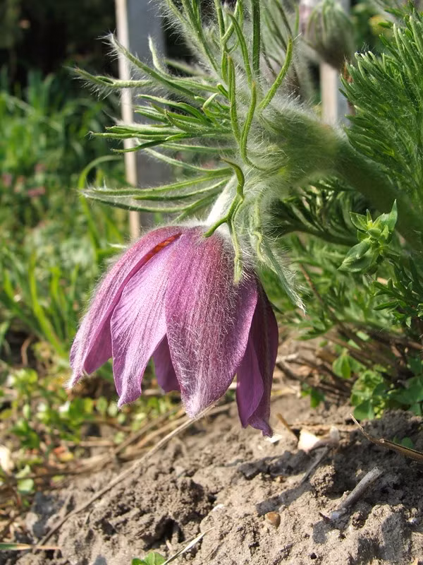Theo tìm hiểu, lão cô thảo có các thành phần hóa học là Anemonin, Anemonol, Glucose, Okinalin, Oleanolic, Pulsatoside, Proanemonin, Ranunculin, Sitoseterol,..., có thể được dùng làm dược liệu từ rễ đến thân, hoa và quả.