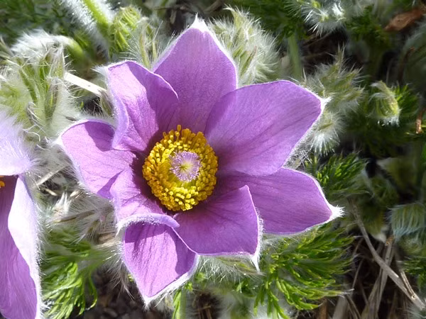 Cây lão cô thảo, còn được gọi là bạch đầu ông, tên khoa học là Pulsatilla armena, một loài thực vật trong họ mao lương. Trước đây, loài cây này thường thấy ở các vùng nông thôn, là loại thuốc nam rất hiệu quả. (Ảnh minh họa)