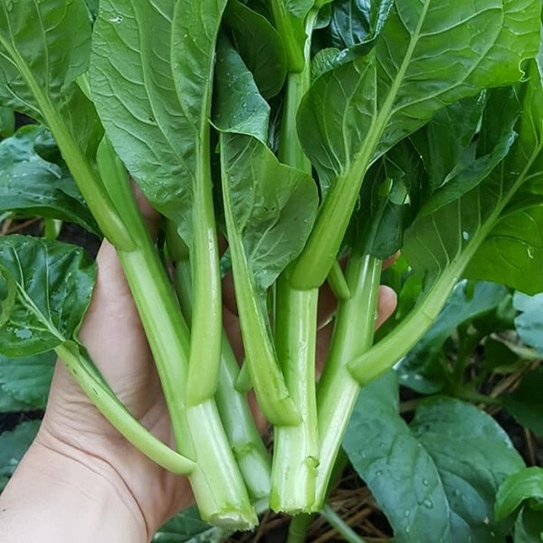 1. Rau có tính lạnh Các loài rau họ đậu, rau cải đa số là những loại rau có tính hàn, vị mát. Ăn quá nhiều loại rau này dễ gây lạnh bụng, niêm mạc dạ dày dễ bị tổn thương.