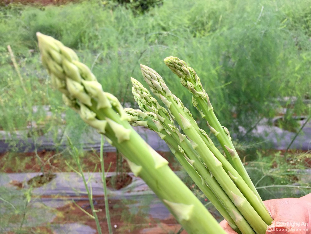 Đặc biệt, măng tây chứa axit ferulic - chất chống oxy hóa, chất này được giải phóng nhiều hơn sau khi nấu chín. (Ảnh: Báo Nghệ An)