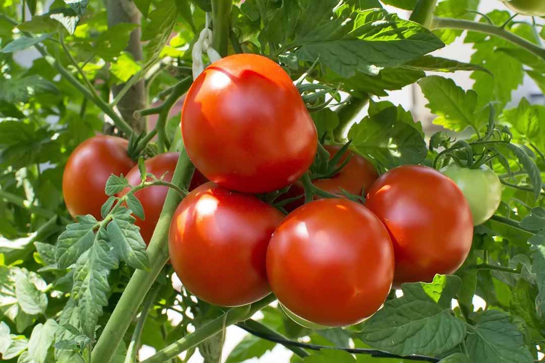 Cụ thể, lycopene có nhiều chức năng, bao gồm chống ung thư, bảo vệ sức khỏe tim mạch, bảo vệ sức khỏe tuyến tiền liệt của nam giới, làm trắng da, chống lão hóa và làm mờ nếp nhăn. Khi cà chua được đun nóng, thành tế bào sẽ bị phá hủy, lycopene bên trong sẽ được giải phóng với số lượng lớn hơn.