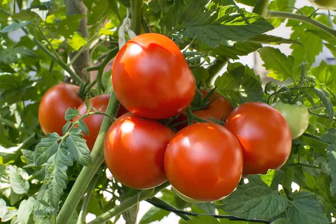 Cụ thể, lycopene có nhiều chức năng, bao gồm chống ung thư, bảo vệ sức khỏe tim mạch, bảo vệ sức khỏe tuyến tiền liệt của nam giới, làm trắng da, chống lão hóa và làm mờ nếp nhăn. Khi cà chua được đun nóng, thành tế bào sẽ bị phá hủy, lycopene bên trong sẽ được giải phóng với số lượng lớn hơn.