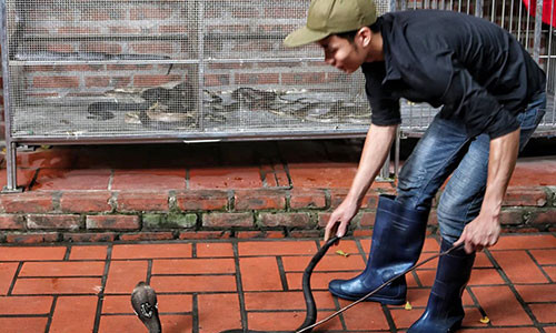 Dot nhap lang nuoi mang xa doc nhat Thu do Ha Noi