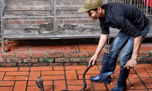 Dot nhap lang nuoi mang xa doc nhat Thu do Ha Noi