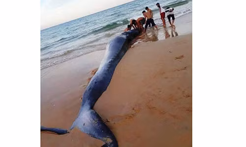 Xac 'ong' ca voi nang 2 tan, dai 5m dat vao bo bien Khanh Hoa