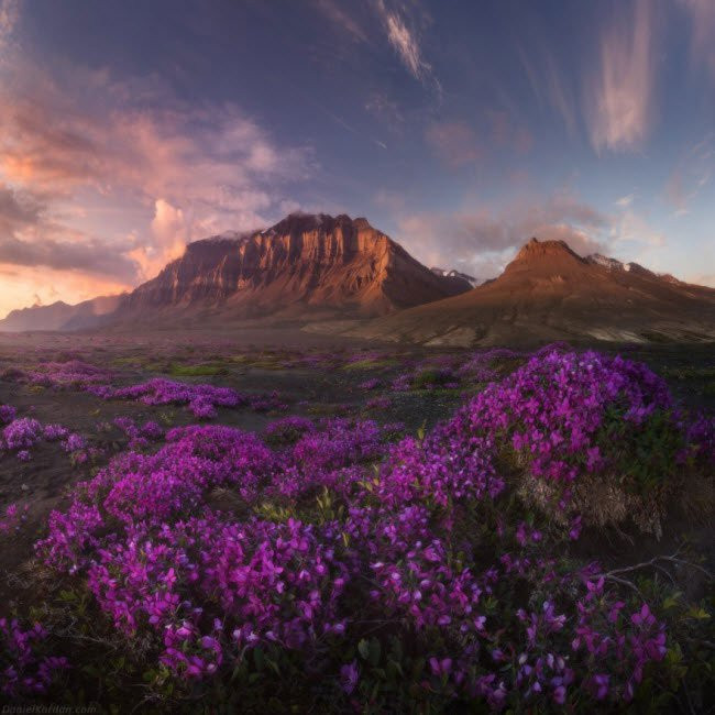 Đảo Greenland cũng có những thung lũng được bao phủ bởi cỏ xanh và hoa dại rực rỡ.