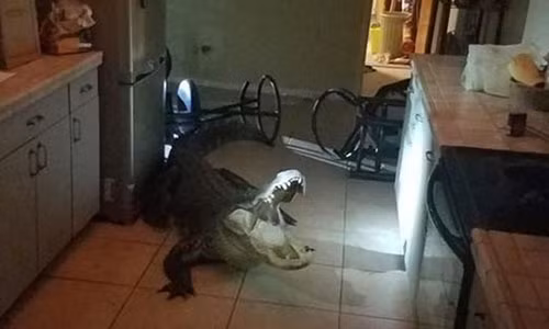 Cá sấu dài hơn 3m phá cửa sổ vào nhà khiến dân khiếp vía Ca sau dai hon 3m pha cua so vao nha khien dan khiep via