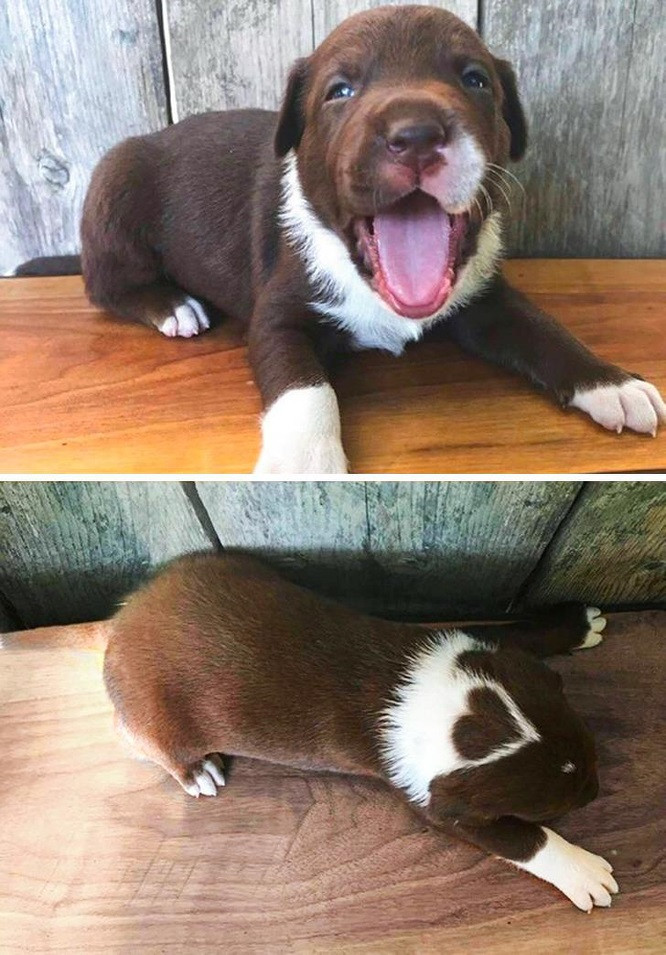 3. Chú chó thật độc đáo với chòm lông hình trái tim trên đỉnh đầu.