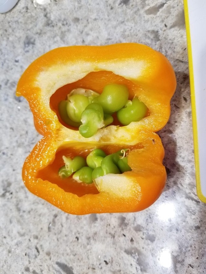 11. Quả ớt chuông độc đáo với phần lõi phát triển kỳ lạ.