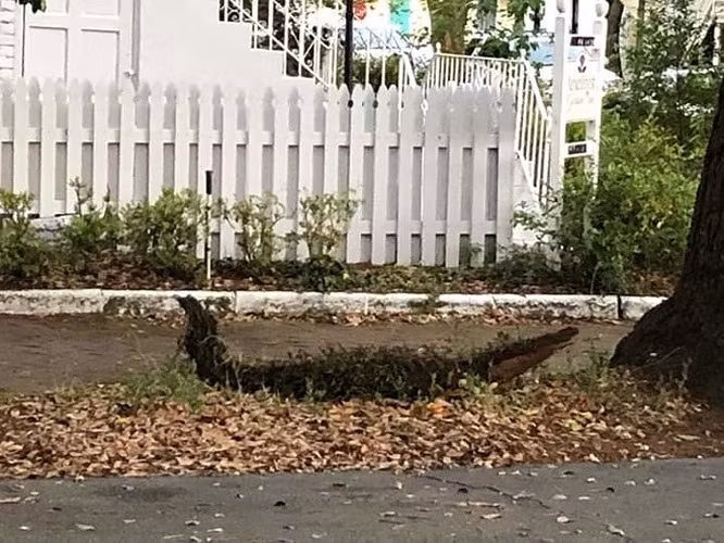 10. Cành cây rơi xuống trông giống như một con cá sấu.