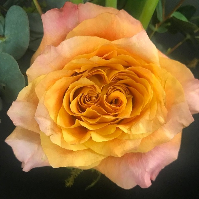 8. Bông hoa hồng đặc biệt với 2 xoáy cạnh nhau.