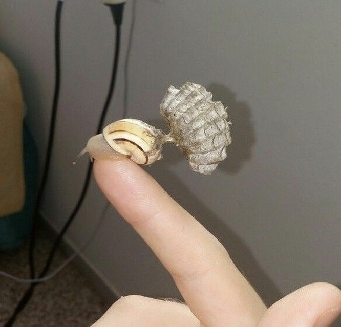 17. Một chú ốc sên mang cả tổ ong trên lưng.