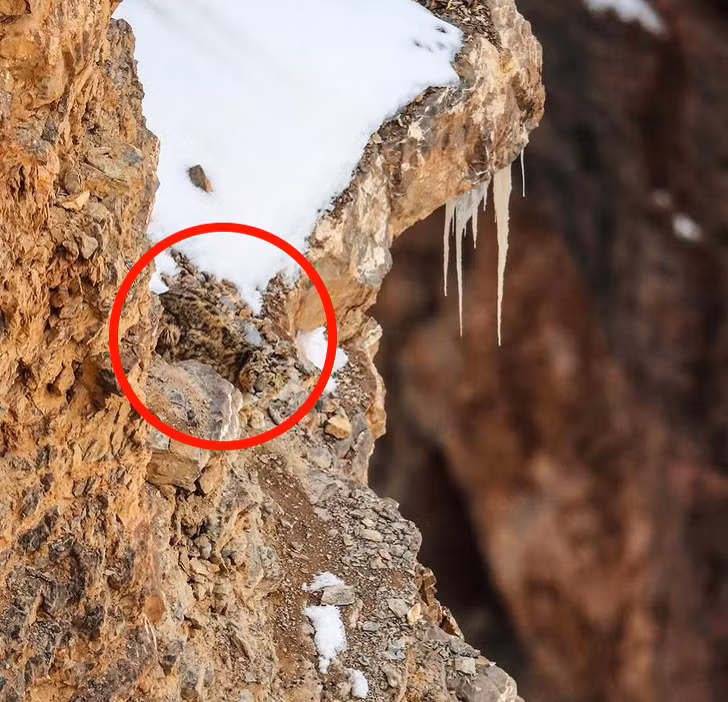 Nhưng nếu nhìn kỹ bạn sẽ thấy một chú báo - bậc thầy về ngụy trang đang ẩn nấp ở đó.